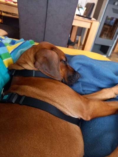 Rhodesian Ridgeback-Beitrag-Bild