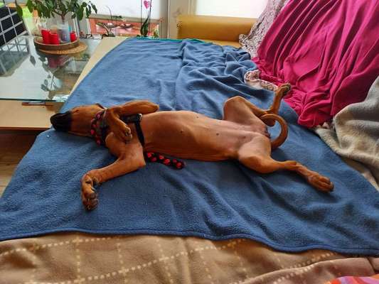 Rhodesian Ridgeback-Beitrag-Bild