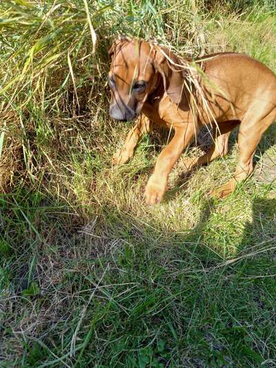 Welpen Bilder !-Beitrag-Bild