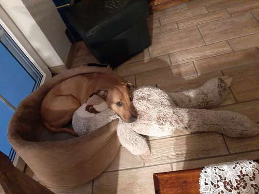 Rhodesian Ridgeback-Beitrag-Bild