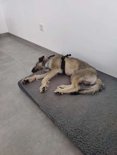 Zweithund bedrängt Ersthund-Beitrag-Bild