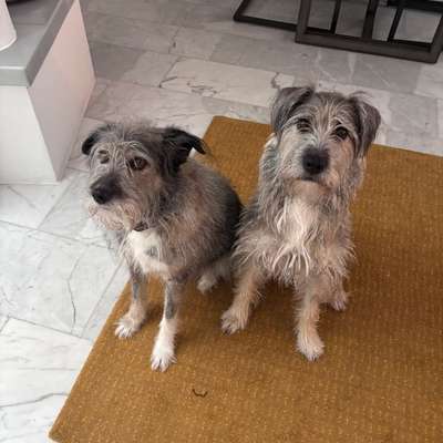 Hundetreffen-Spiele und Gassitreffen-Bild