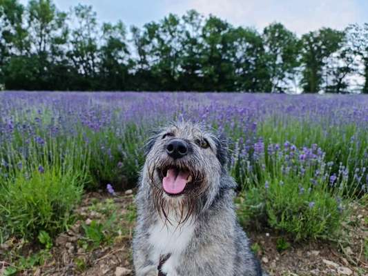 Die Dogorama Kalender Challenge 4/4-Beitrag-Bild