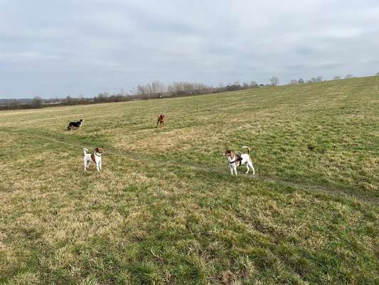 Hundeauslaufgebiet-Am Colmberg-Bild