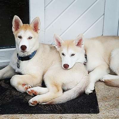 Hundetreffen-Husky treffen gesucht in Maintal-Profilbild