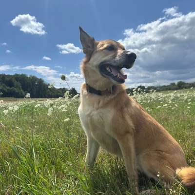 Hundetreffen-Ella needs a friend-Bild