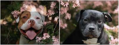 Hundetreffen-Gassi gehen am Endpunkt in Hannover Stöcken-Bild