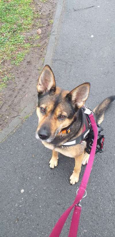 Labradorfans-Beitrag-Bild