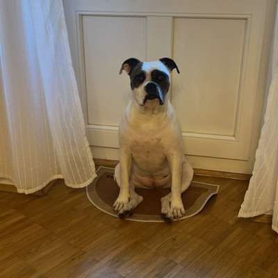 Hundetreffen-Entspannter Spaziergang zum Kennenlernen-Bild