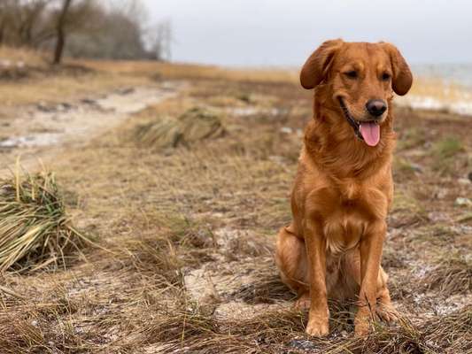 Hundetreffen-Dummyarbeit in Pankow (Retriever)-Bild