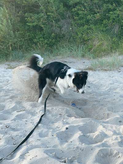 Dogorama Photo Challenge - Buddeln-Beitrag-Bild