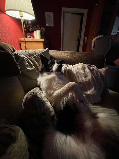 Hier ist der Spaßthread. Zum Schmunzeln und Kaputtlachen-Beitrag-Bild