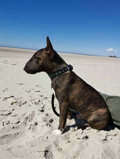 Miniatur Bull Terrier-Beitrag-Bild