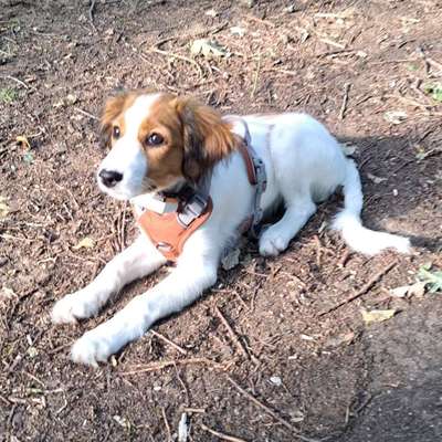 Hundetreffen-Sozialisierung-Bild