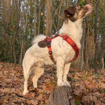 %{de_profession_title}-Hundefitness- aktiver Waldspaziergang-Bild