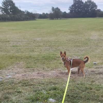 Hundetreffen-Hunderunde Luther See/Umgebung-Bild