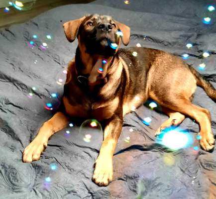 Die Dogorama Kalender Challenge Titelbild-Beitrag-Bild