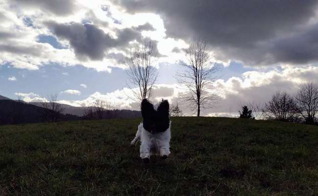 Fotochallenge 66 ~ Rennaction -Zeig deinen Hund im Lauf-Beitrag-Bild