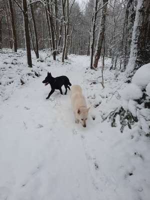 Schäferhund-Fans?-Beitrag-Bild