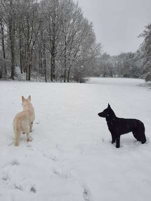 Schäferhund-Fans?-Beitrag-Bild