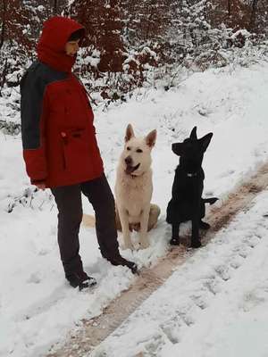 Schäferhund-Fans?-Beitrag-Bild