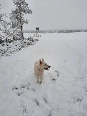 Schäferhund-Fans?-Beitrag-Bild