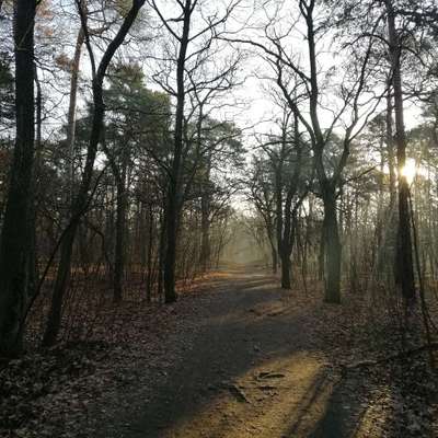 Hundetreffen-Hundespaziergang Baumschulenweg-Bild