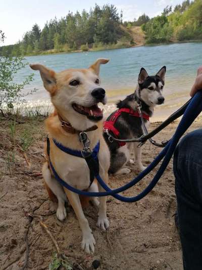 Nordische Hunde-Beitrag-Bild