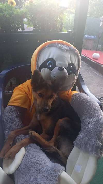 98.Fotochallange  - Hunde zeigen Zuneigung-Beitrag-Bild