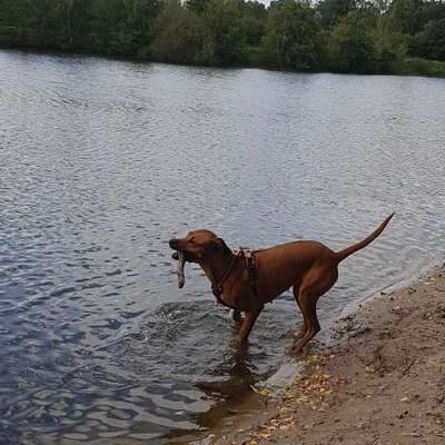 Hundetreffen-Gemeinsame Spaziergänge mit Hund-Bild