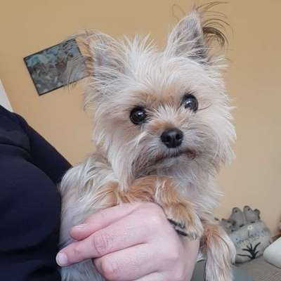 Hundetreffen-Gassirunde in der Natur/neue Kontakte-Bild