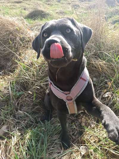 Dogorama Photo Challenge - Einmal lächeln bitte-Beitrag-Bild