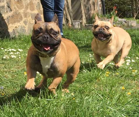 Dogorama Photo Challenge - Hunde in Action-Beitrag-Bild