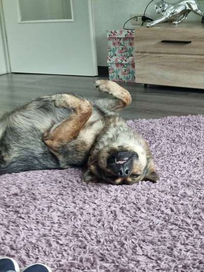 Die Dogorama Wochen Challenge-Beitrag-Bild