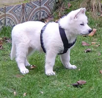 Hundetreffen-Welpenspiel-Bild