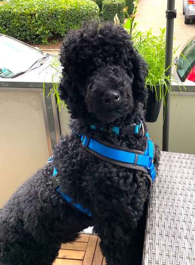 Dogorama Photo Challenge - Portrait-Beitrag-Bild