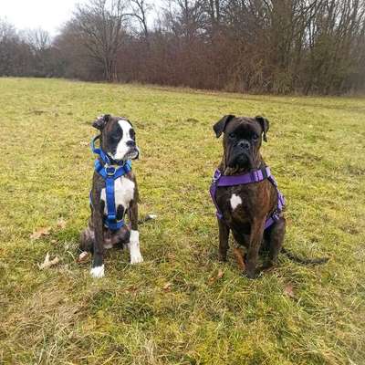 Hundetreffen-Leinenspaziergang mit Junghund und Erwachsenen-Bild