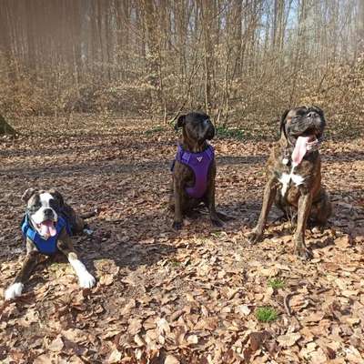 Rudelspaziergang vs. Kleinere Gruppe-Beitrag-Bild