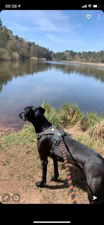 Hundetreffen-Spielen und Gassigehen-Bild