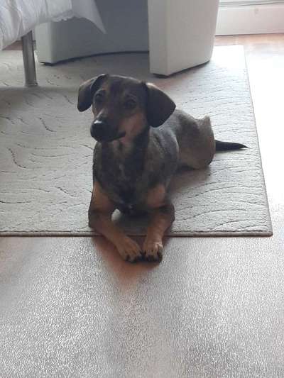 Welche Hunderasse-Beitrag-Bild