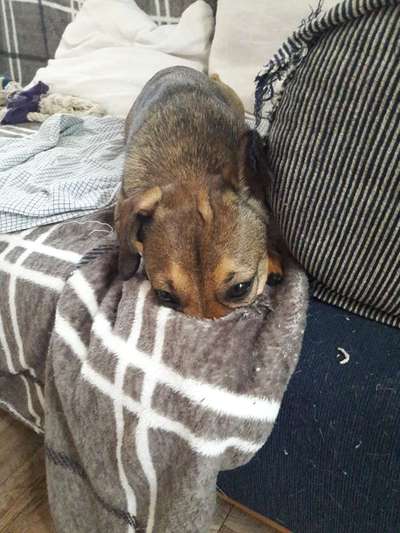 Zeig mir, dass du mit einem hund zusammenlebst....-Beitrag-Bild