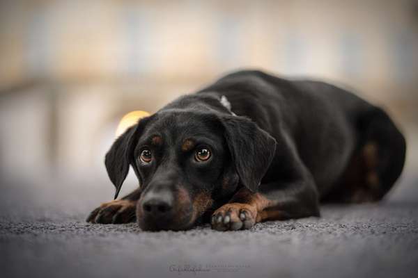 Dogorama Photo Challenge - Hundeblick zum hinschmelzen-Beitrag-Bild