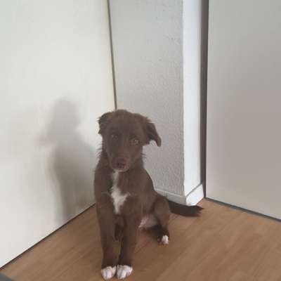 aktuelles Foto Gruppe Australian Shepherd