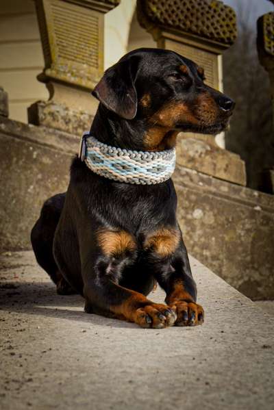 Liebhaber des Deutschen Pinscher gesucht.-Beitrag-Bild