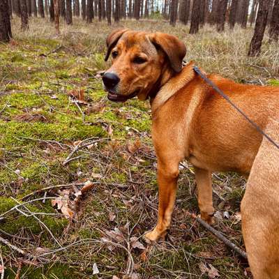 Hundetreffen-Spaziergang im Wald-Bild