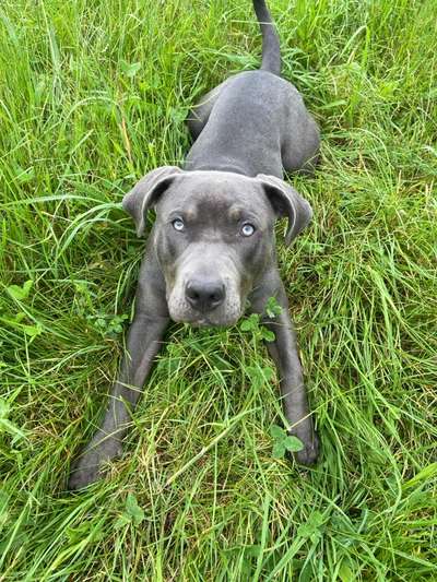 Hundetreffen-Jung Hund treffen-Bild