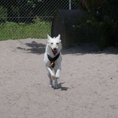 Hundetreffen-Hunderunde oder Spielfreunde in Esslingen-Bild