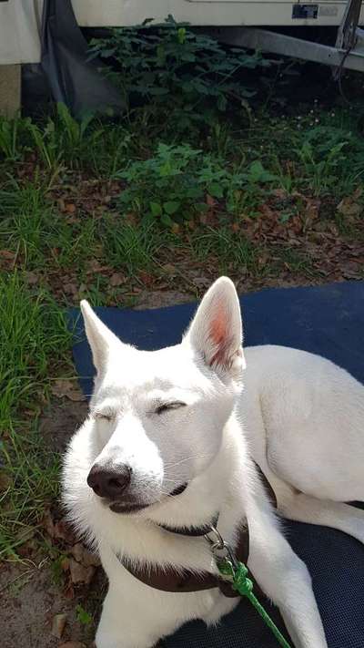 Hundetreffen-Gassi Runde Halstenbek-Bild