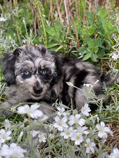 Dogorama Photo Challenge - Frühlingserwachen-Beitrag-Bild