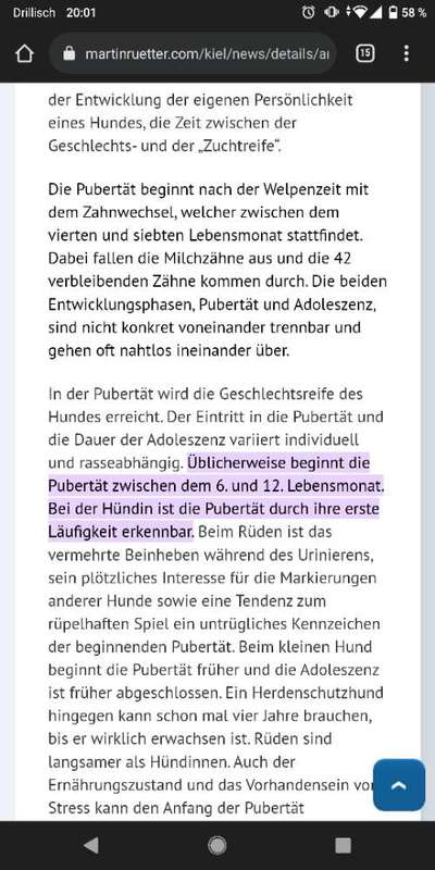 schäferhund sturheit.-Beitrag-Bild